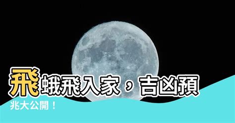 飛蛾 靈魂|【飛蛾 親人】飛蛾飛來家中親人思念！三種蛾象徵親人想念子女